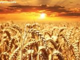 Земеделската служба на САЩ обяви за голям рекорд в България