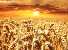 Земеделската служба на САЩ обяви за голям рекорд в България